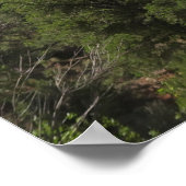 Poster Parc national de Zion USA (Coin)