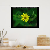 Poster Parc national des sources chaudes Fleurs de soleil (Cuisine)