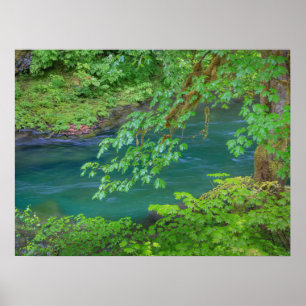 Poster Parc national olympique Washington State