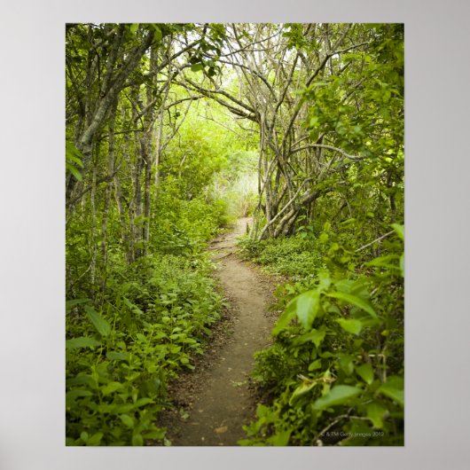 Poster Parcours à travers la forêt (Devant)