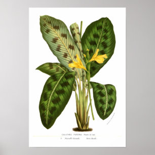 Poster Pardina de Calathea