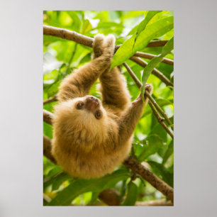 Poster Paresse à l'envers des images   de Getty