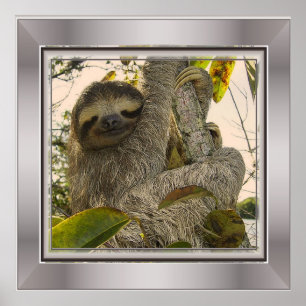 Poster paresseux