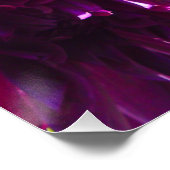 Poster parfait de couleur violet Dhalia (Coin)