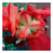 Poster parfait Fleur Rouge Iris (Devant)