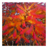 Poster parfait Red Leaf Tree (Devant)