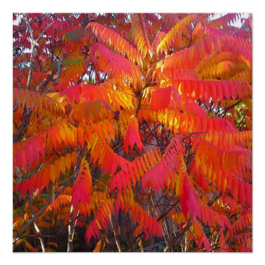 Poster parfait Red Leaf Tree (Devant)