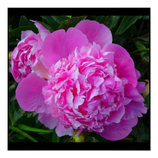 Poster parfait rose Peony (Devant)