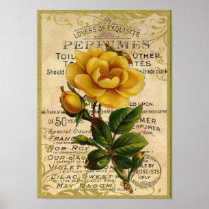 Poster Parfum de roses jaunes antiques