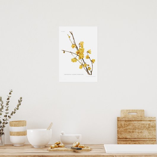 Poster Parfums de Chimonanthus (Cuisine)