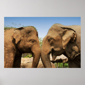 Poster Parler d'éléphants à Chiang Mai Thaïlande