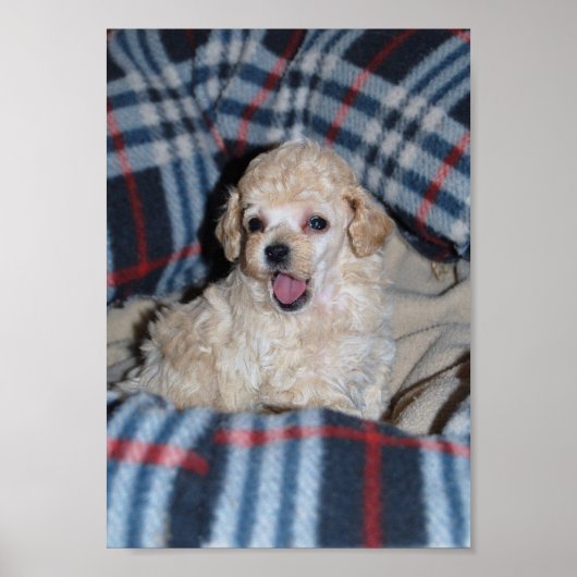 Poster Parler Tan Toy Poodle Chiot (Devant)