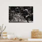 Poster Parmi les Magnolia Trees - Chaleureux BW (Cuisine)
