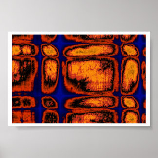 Poster paroi cellulaire