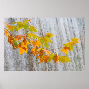 Poster Parque Natural del Monasterio - feuille d'automne