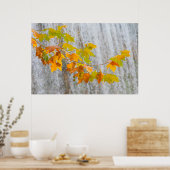 Poster Parque Natural del Monasterio - Feuilles d'automne (Cuisine)