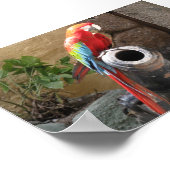 Poster Parroquet Assis Sur Cannon (Coin)