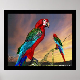 POSTER PARROS HYPER / ARBE ROUGE