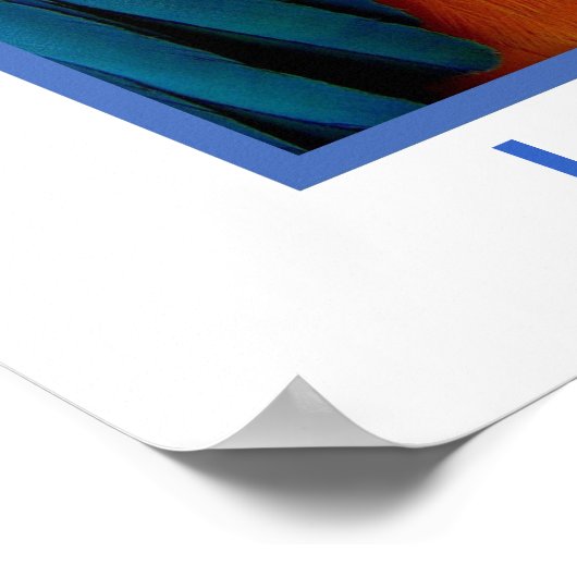 Poster Parrot anglais, Loro espagnol (Coin)