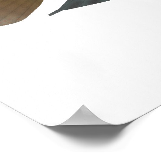 Poster Parrot Cichlid (Coin)