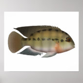 Poster Parrot Cichlid (Devant)