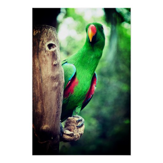 Poster Parrot coloré Macaw Bird (Devant)