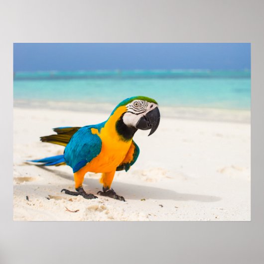 Poster Parrot de plage (Devant)