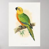 Poster Parrot, Jendaya Conure, (Devant)