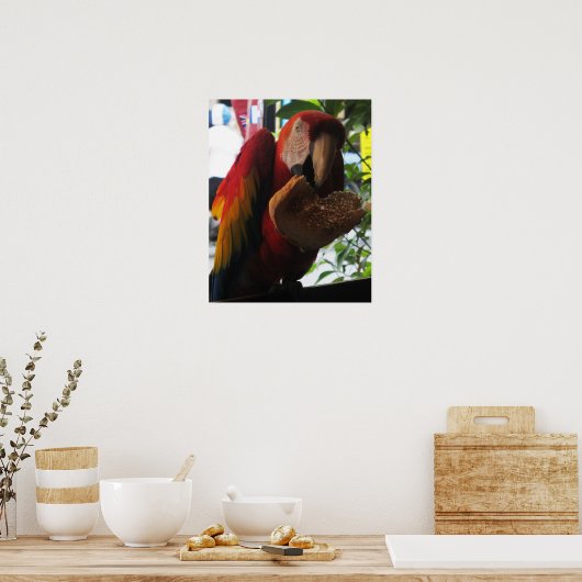 Poster Parrot Macaw Scarlet Manger Toast (Cuisine)