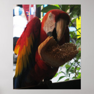 Poster Parrot Macaw Scarlet Manger Toast