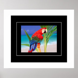 Poster-Parrot Poster