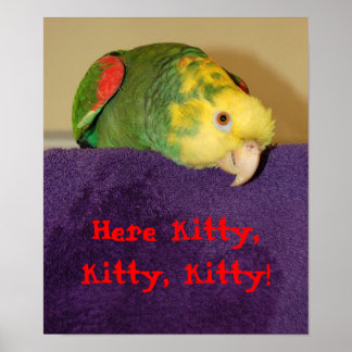 Poster Parrot qui appelle kitty.