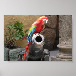 Poster Parrot Sitting On Cannon