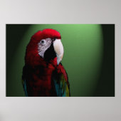 Poster Parrot Talk 36 x 24 (Devant)