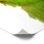 Poster Parrotlets du Pacifique Oiseaux bleus verts 36 x 1 (Coin)