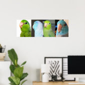 Poster Parrotlets du Pacifique Oiseaux bleus verts 36 x 1 (Bureau à domicile)