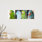 Poster Parrotlets du Pacifique Oiseaux bleus verts 36 x 1 (Cuisine)