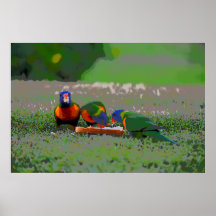 PARROTS MANGEANT DU PAIN EN AUSTRALIE RURALE POSTE
