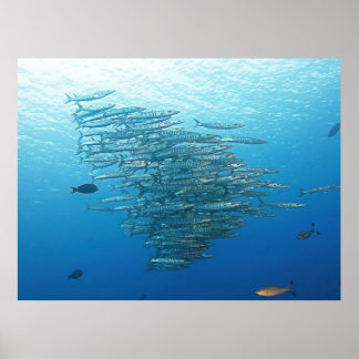 Poster Parti Baraccuda