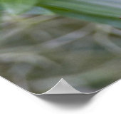 Poster Parula Parula americana) mâle (Coin)