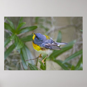 Poster Parula Parula americana) mâle