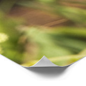 Poster Paruline à capuchon (Wilsonia citrina) adulte, mâl (Coin)