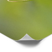 Poster Paruline à gorge jaune mâle, Dendroica (Coin)