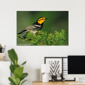 Poster Paruline à joues d'or (Bureau à domicile)