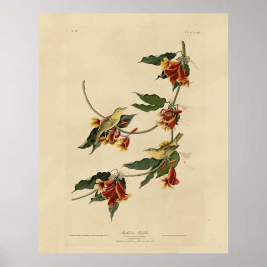 Poster Paruline à rathbone (jaune) Audubon Birds of Ameri (Devant)