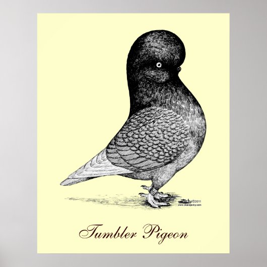 Poster Paruline andalouse (Devant)