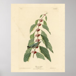 Poster Paruline bleu-vert d'Audubon's Birds of America