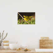 Poster Paruline citrine (Wilsonia citrina) (Cuisine)