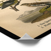 Poster Paruline d'araignée d'oiseaux Vintage (Coin)