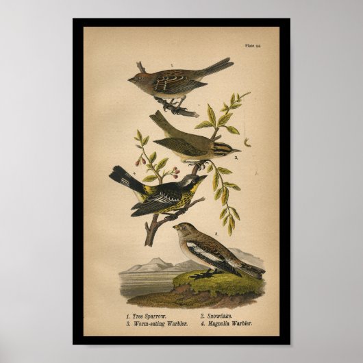 Poster Paruline d'araignée d'oiseaux Vintage (Devant)